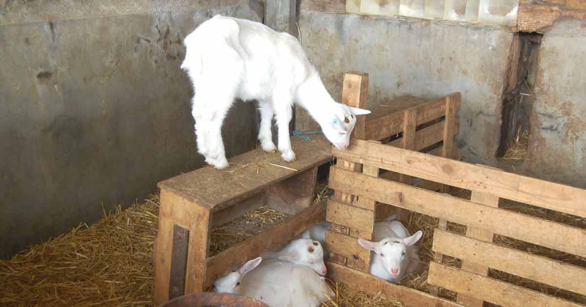 Les chèvres de l'Abbaye d'Asnière