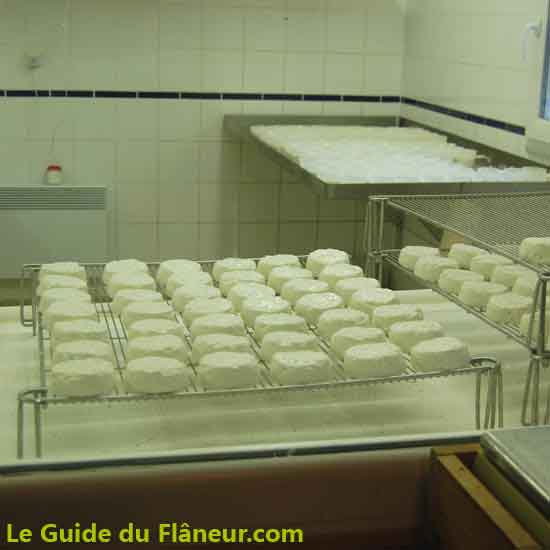 Fabrication du fromage de chèvres