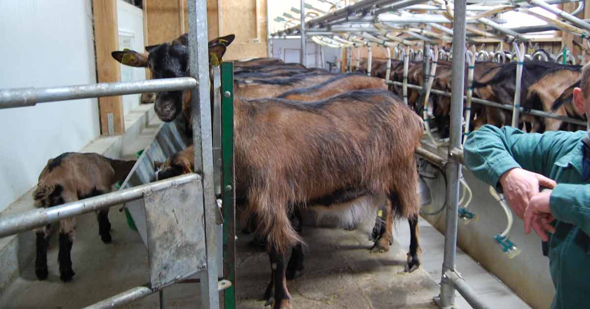 Lesproducteurs locaux - Les fromages de chèvres de Sylvie