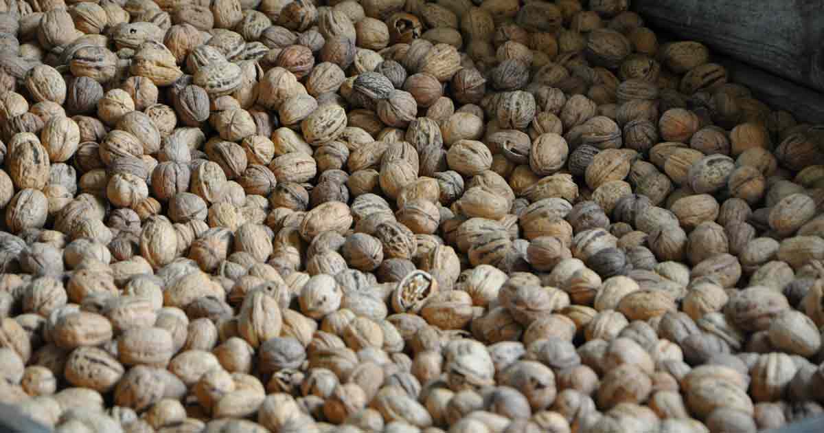 Producteur de noix à Bilhac