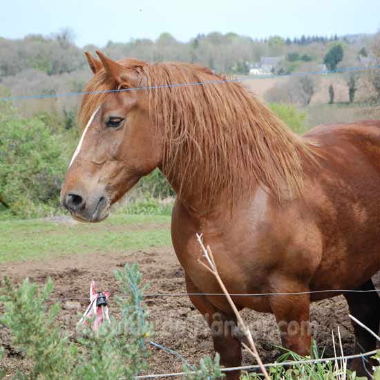 Le cheval breton