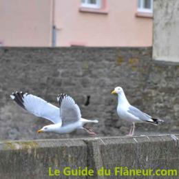 Prise de bec à Saint-Guénolé