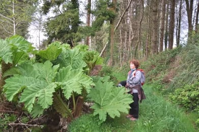Une gunnera rhubarba géante