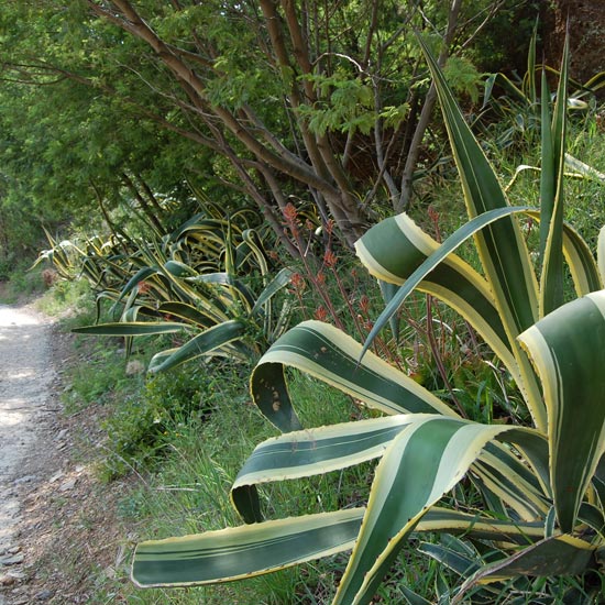 Aloes en bordure de chemin
