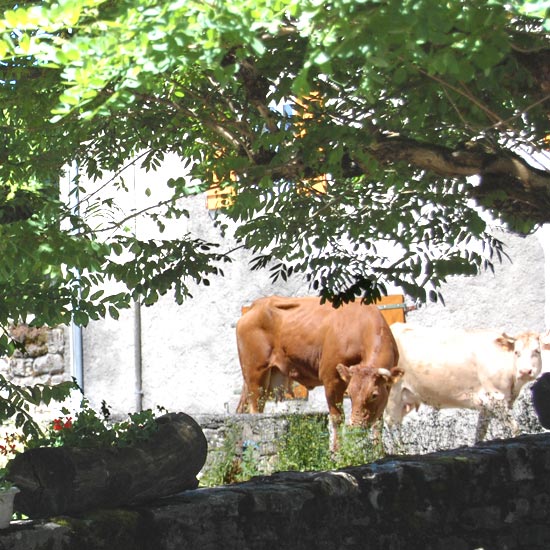 Les vaches habitent le village