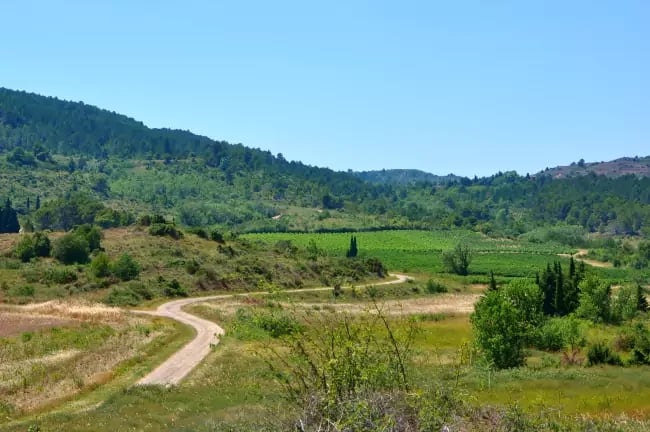 Paysage de vignes des Corbières