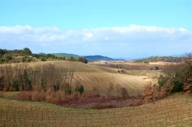 Paysages vallonnés couverts de vignes