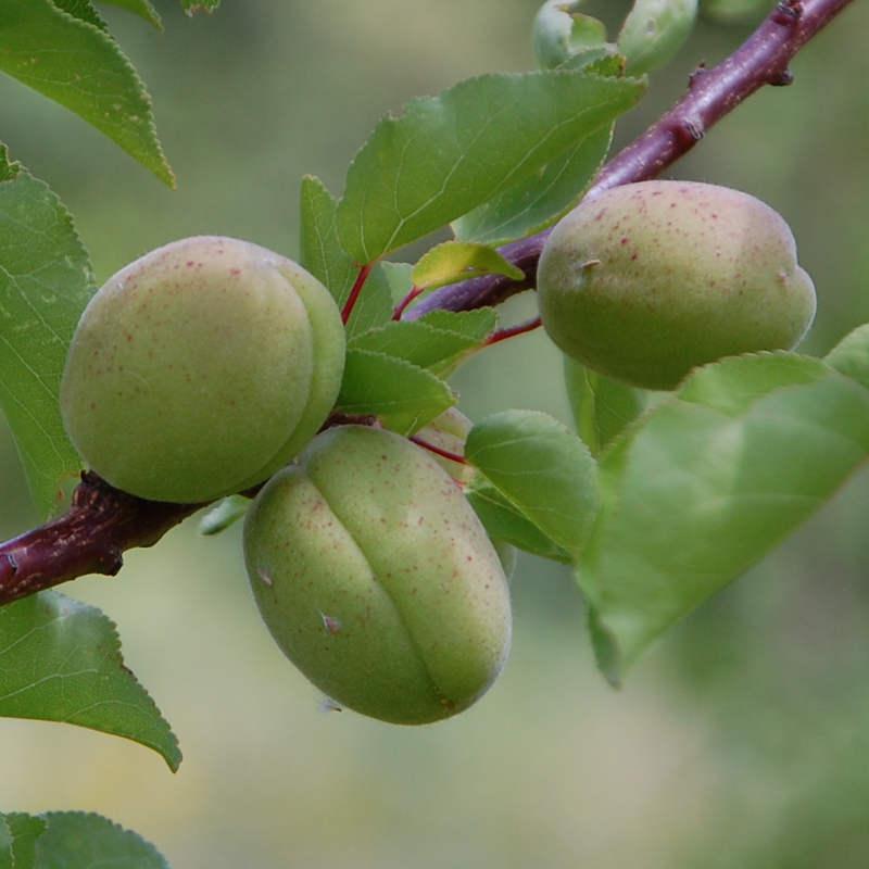 Les abricots du producteur d'arbres fruitiers biologiques