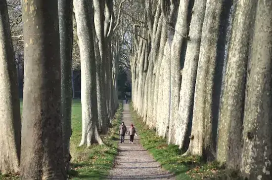 Allée de platanes au seuil de Naurouze