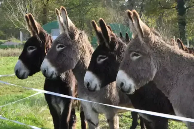 Les ânes du maraîcher Âne et Carotte