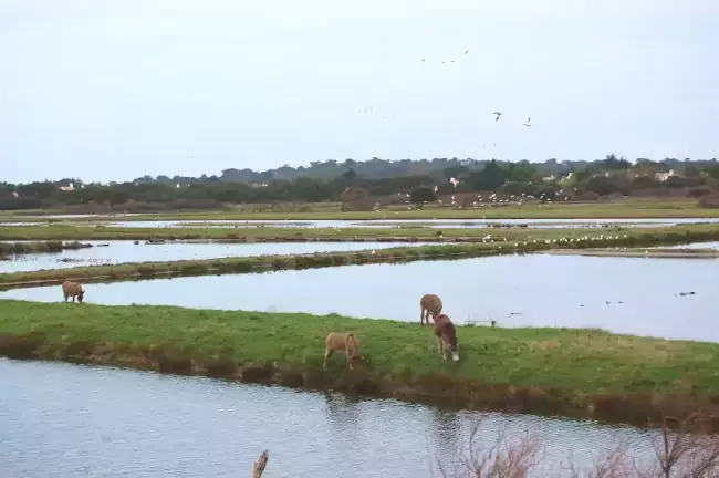 Ânes et oiseaux du marais Müllembourg
