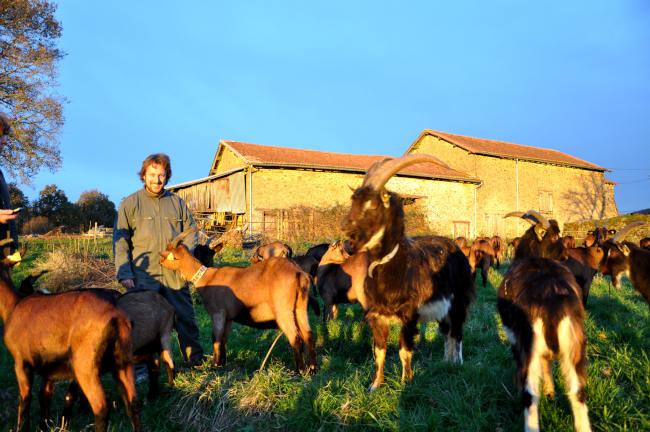 Antoine et son troupeau de chèvres à Gorre