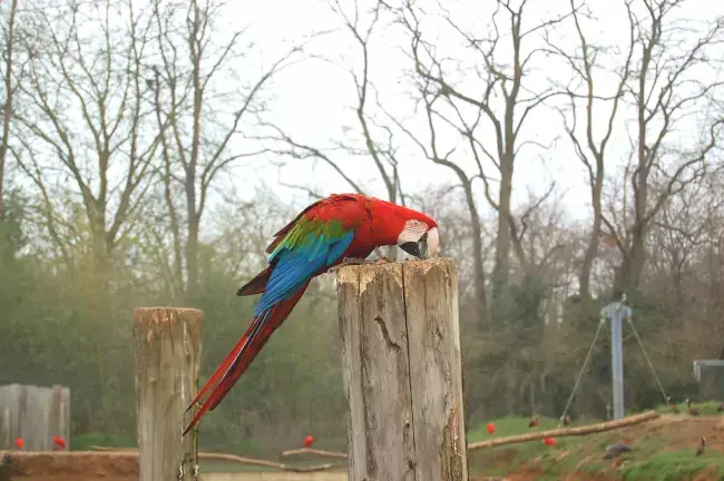 Ara dans la volière du zoo de Doué-la-Fontaine