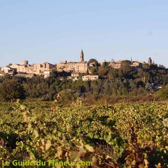 La vigne à Castillon-du-Gard