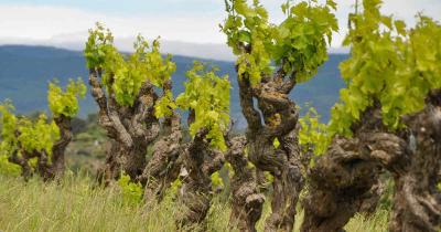 Ceps vigne anciens 1200