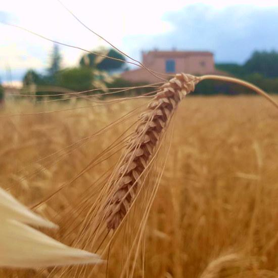 Céréales produites par Edith paysanne boulangère - Le blé