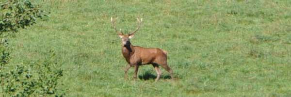 Le brame du cerf dans la vallée de Barousse