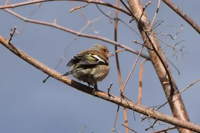Chant du pinson des arbres sur la randonnée Vernet-les-Bains