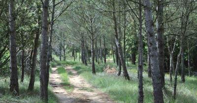 Chemin bosquet pins alep 1200