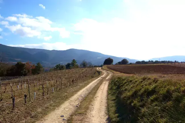 Chemin dans les vignes sur la randonnée à Saint-Polycarpe