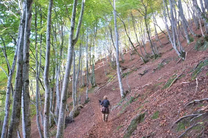 Chemin de randonnée dans une forêt de hêtres dans la vallée des Campan en Midi-Pyrénées