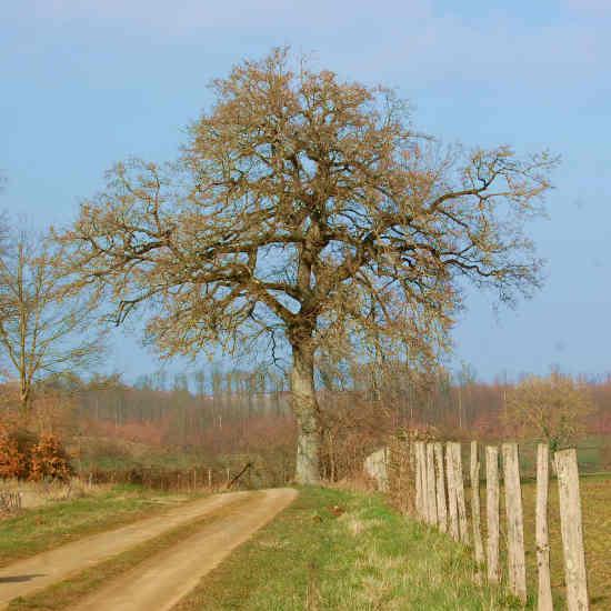 Chêne sur le bord du chemin de Montreuil-Bellay