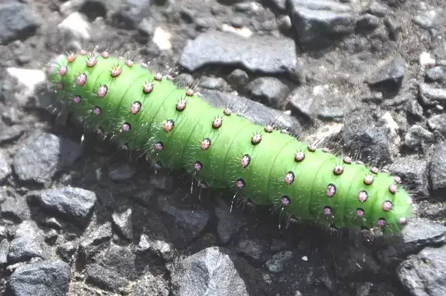 Chenille petit paon nuit
