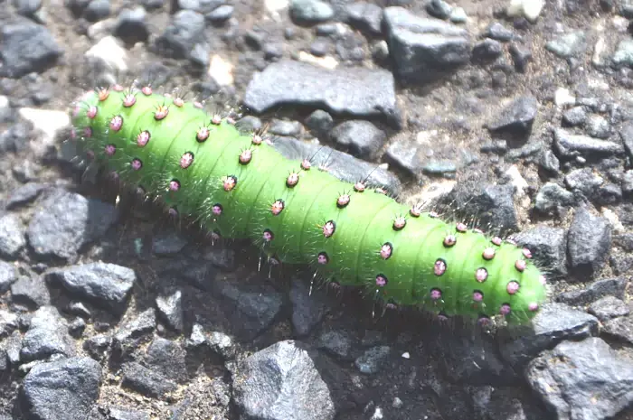 Chenille petit paon nuit; la faune du bord du chemin