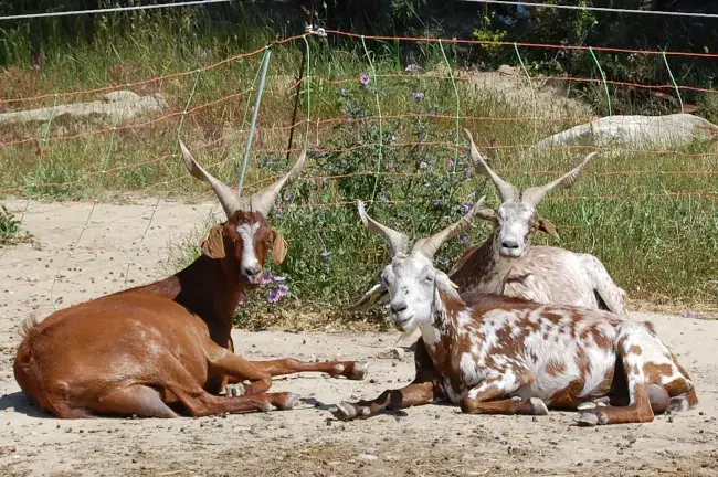Les chèvres de race Rove de Farigoule et cie