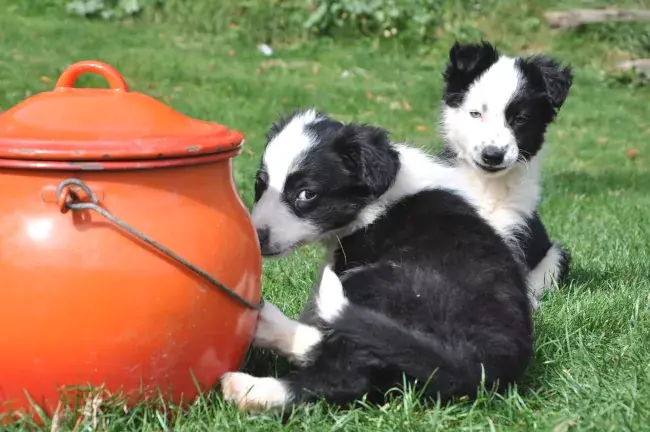 Chiots border collie futur chiens de troupeux