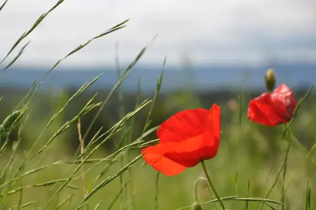 Coquelicot en fleur à Malves-en-Minervois