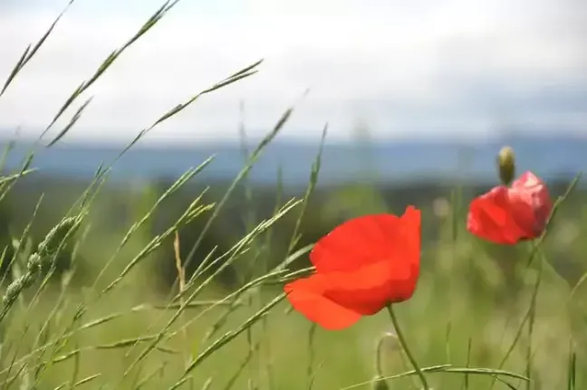 Coquelicot en fleur symbole de la force et de la solidarité