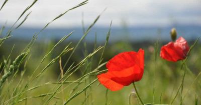 Coquelicots fleur 1200