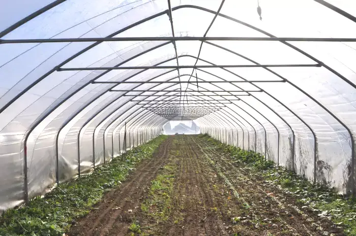 Culture maraîchère sous serre en Limousin