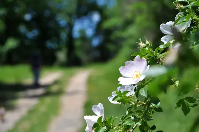 Églantier en fleurs sur le chemin du plateau de Lacamp