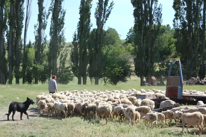 L'élevage de brebis et pastoralisme dans le Vaucluse