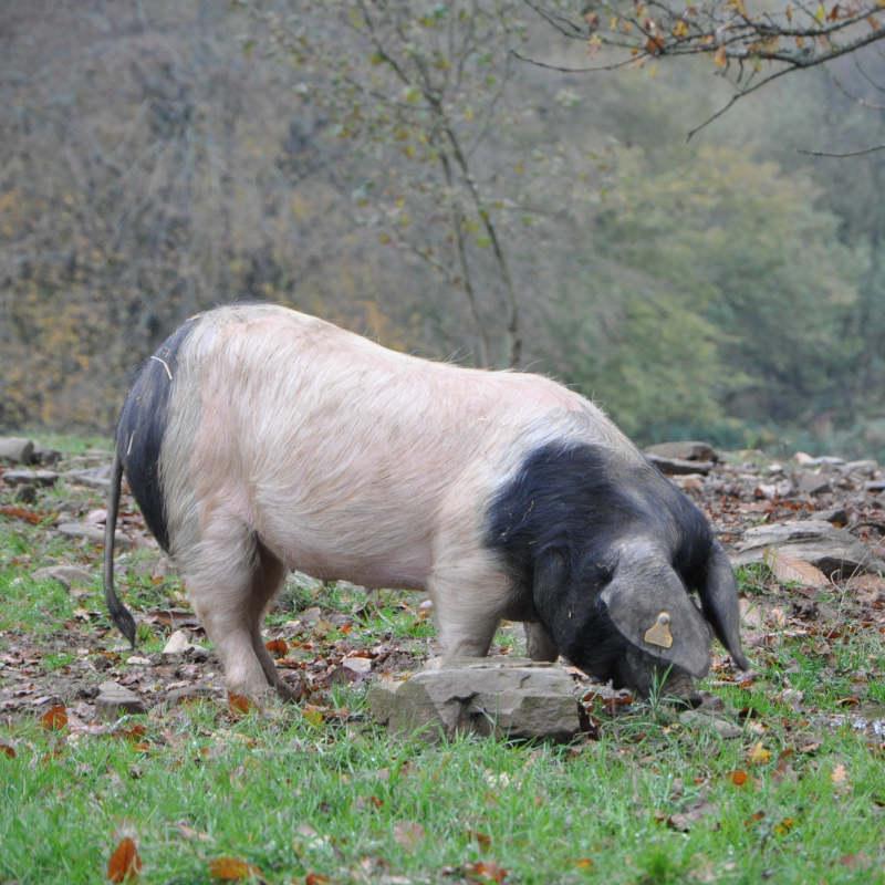 Elevage de Porcs Cul-Noir à La-Meyze