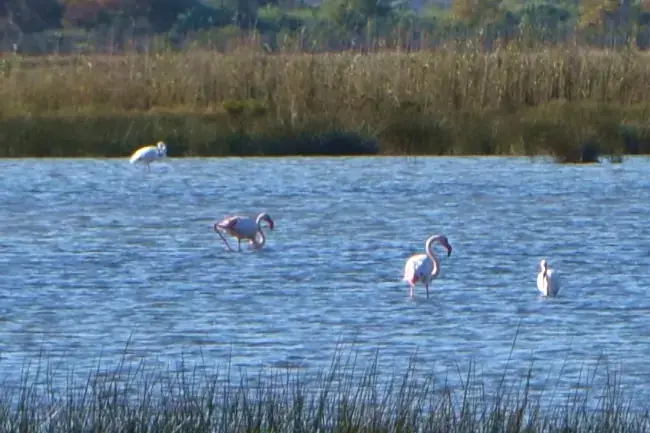 Flamants roses sur l'étang de Campignol