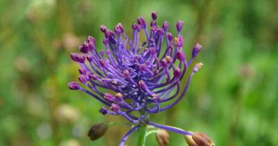 Fleur muscari toupet chemin malves minervois 1200