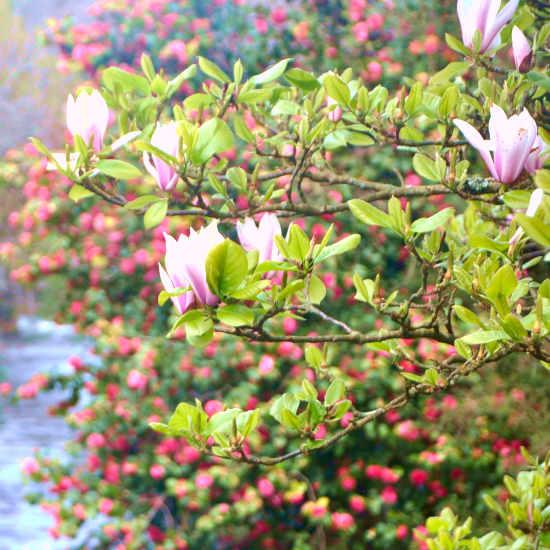 Floraison de magnolias sur le bord de l'Aven