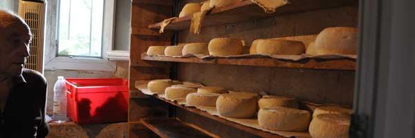 Une vie de chien dans la vallée de Barousse