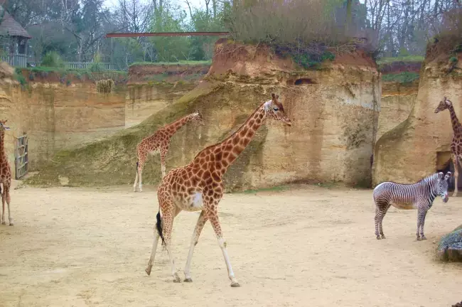 Girafes du zoo de Doué-la-Fontaine