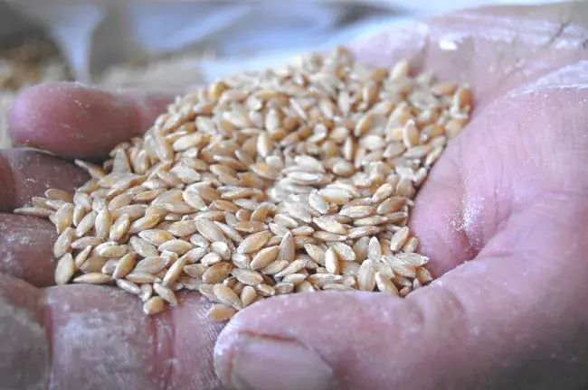 Grains de petit épeautre biologiques