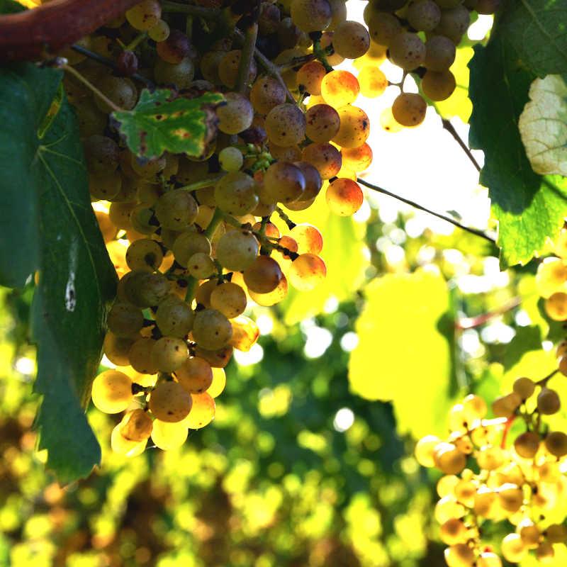 Grappe de raisins sur une vigne de Pacherenc