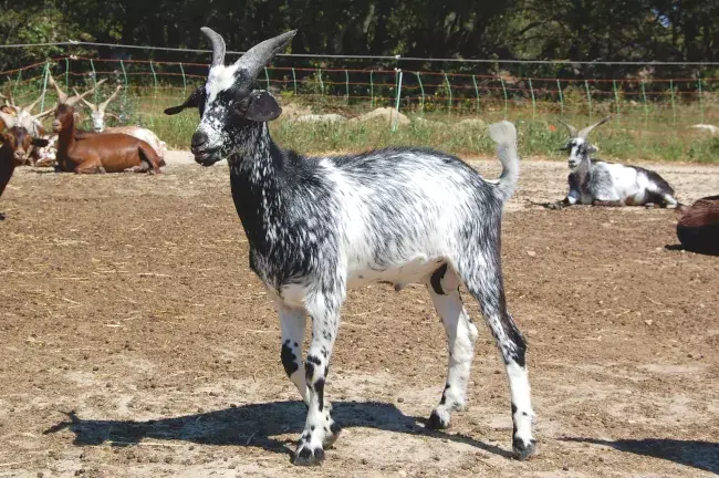 Jeune bouc de race Rove