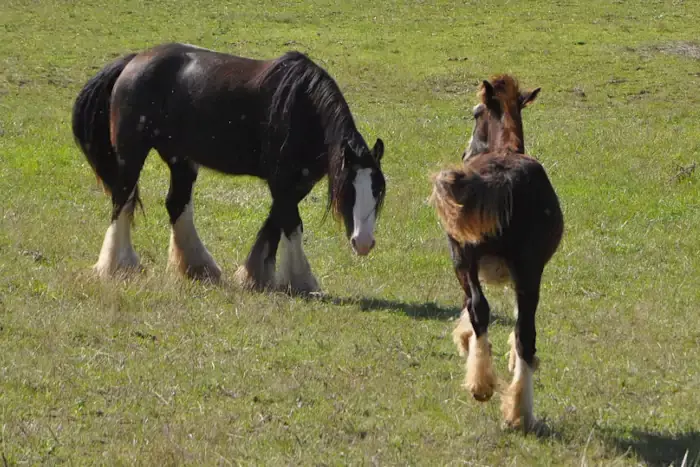 Une jument et son poulain sur le chemin entre Villepinte et Fanjeaux
