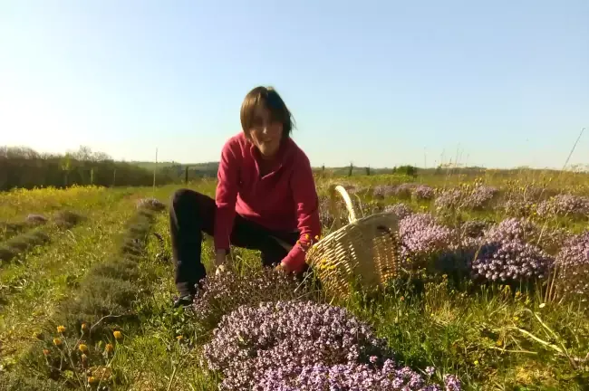 Laure à la cueillette de plantes aromatiques