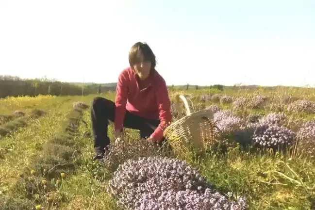 Laure à la cueillette de ses plantes aromatiques et médicinales