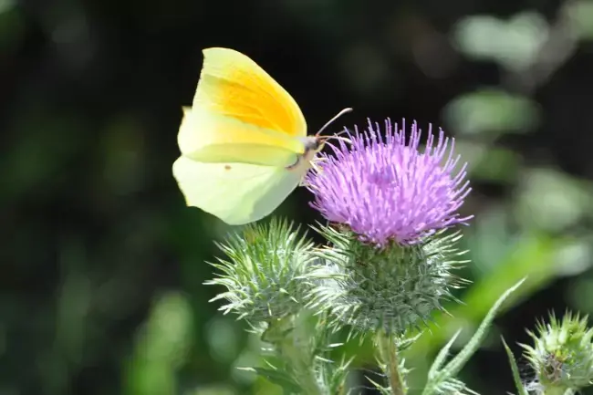 Papillon citron sur une fleur de chardon