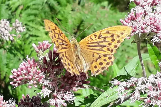 Papillon Tabac d'Espagne à Roquerlan